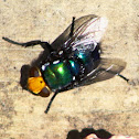 Yellow-headed snail Blowfly