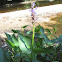 Pickerelweed
