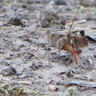 Grasshopper