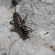Gryllus bimaculatus