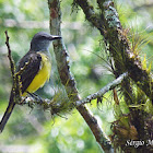 Maria-cavaleira (Short-crested flycatcher)