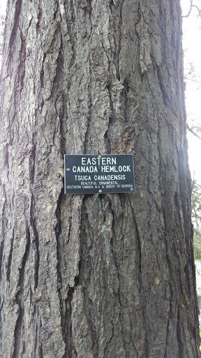 Eastern Canada Helmlock