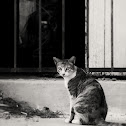 Feral cat