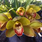 Orchid