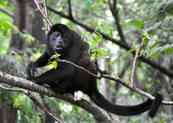 Mantled Howler Monkey | Project Noah