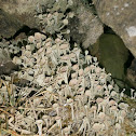 Cup Lichen sp.