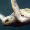 Tortuga Lora