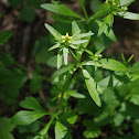 Kidneyleaf Buttercup