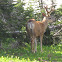 Mule Deer