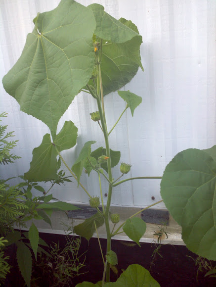 Spotting Image 1