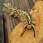 Lappet Moth Caterpillar