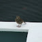 Skylark