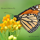Monarch Butterfly