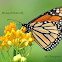 Monarch Butterfly