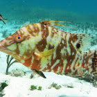 Hogfish