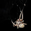 Barn Spider