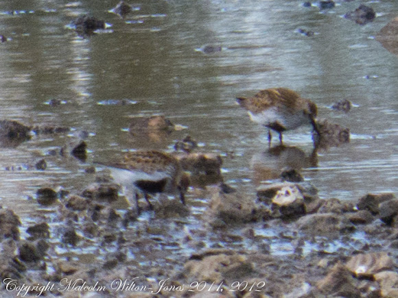 Spotting Image 1