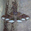 Lunate Zale - Hodges#8689