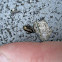 Common Sun Beetle