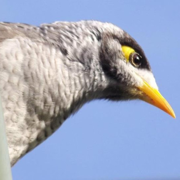 Spotting Image 1