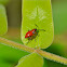 Nymph