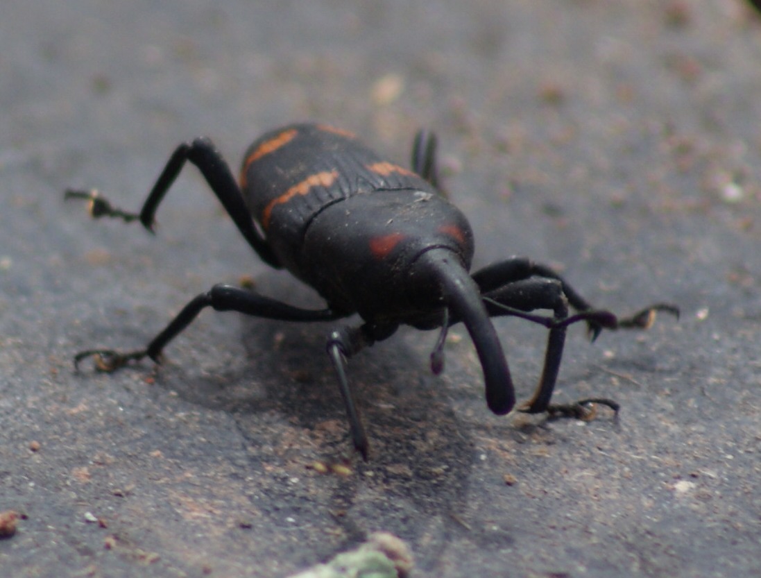 Cactus weevil