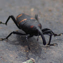 Cactus weevil