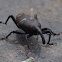 Cactus weevil