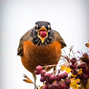 American Robin