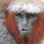 Dusky Titi Monkey
