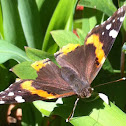 Red Admiral