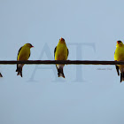 American Goldfinch