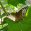 Malay Viscount