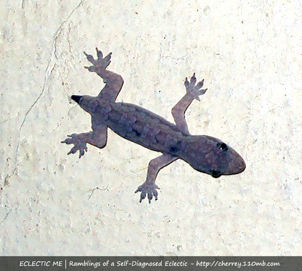 Philippine House Lizard Project Noah