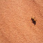 Yellow velvet ant