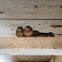 Barn Swallow