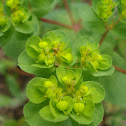 Sun spurge