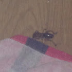 Jerusalem Cricket
