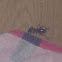 Jerusalem Cricket