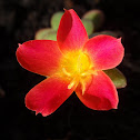 Moss-rose