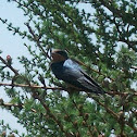 Barn Swallow (juvenile)
