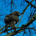 Red-tailed Hawk (juvenile)