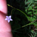 Blue-Eyed Grass