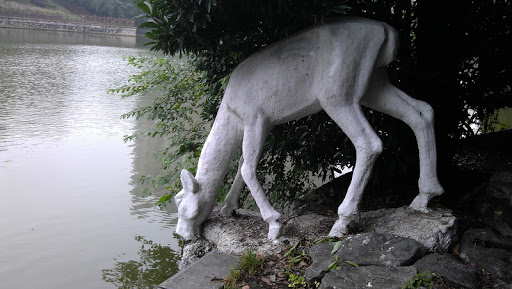 小鹿饮水