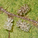 Chrysanthemum lace bug