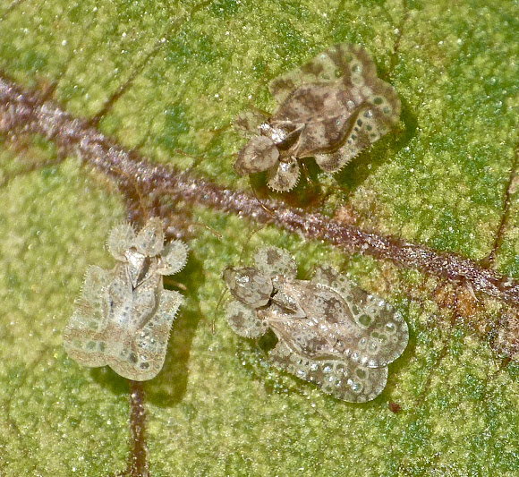 Spotting Image 1