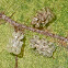 Chrysanthemum lace bug