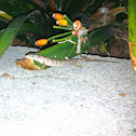 Alligator Lizard