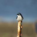 Tree Swallow