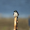 Tree Swallow